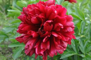 Paeonia lactiflora Red Grace