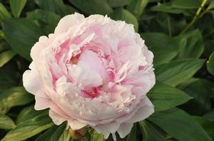 Paeonia lactiflora Sarah Bernhardt