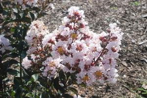 Lagerstroemia indica Burgundy Cotton®