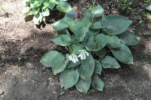 Hosta Abiqua Drinking Gourd