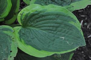 Hosta Abiqua Moonbeam