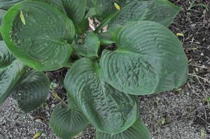 Hosta Blue Umbrellas