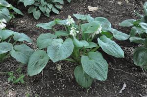 Hosta Bressingham Blue