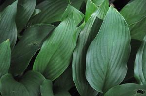 Hosta clausa var. stolonifera