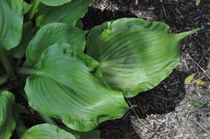 Hosta Embroidery