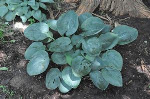 Hosta Fragrant Blue