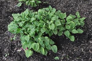 Hosta Golden Tiara