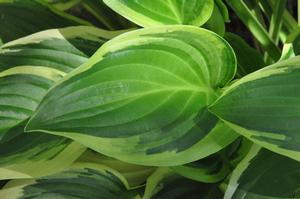 Hosta Iron Gate Delight