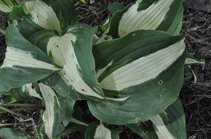 Hosta Night Before Christmas