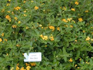 Lantana x New Gold