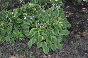 Hosta Parky's Prize