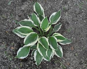 Hosta Patriot