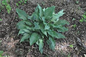 Hosta Salute