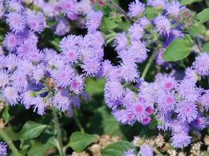 Ageratum High Tide® Blue