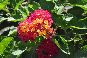 Lantana camara Patriot Hot Country