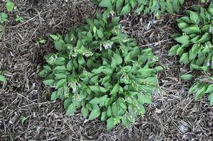 Hosta venusta