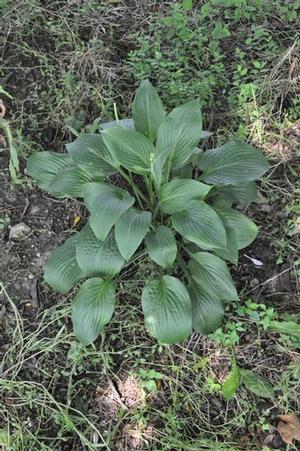 Hosta Wheaton Blue