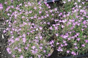 Lobelia Lucia® Lavender Blush