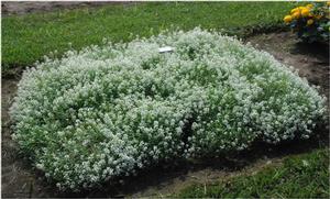 Lobularia Snow Princess®