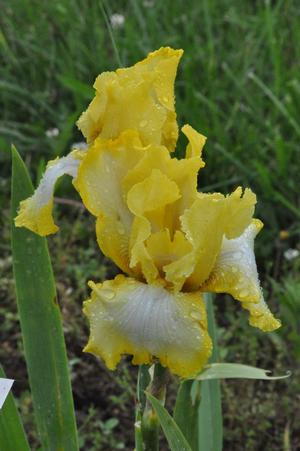 Iris germanica Miss Charlotte