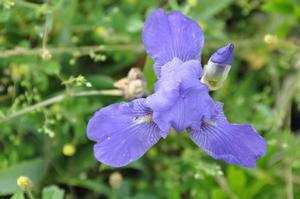 Iris germanica Sailor's Dream