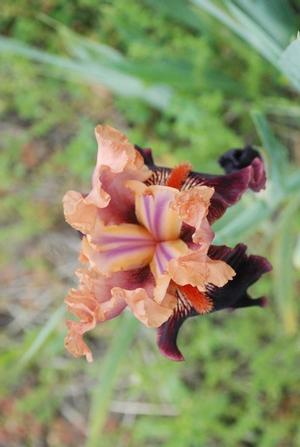 Iris germanica Some Like It Hot