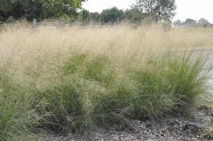 Eragrostis elliotti Wind Dancer