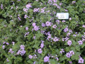 Lantana montevidensis Trailing Lavender