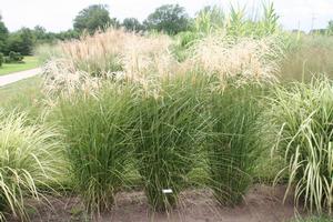 Miscanthus sinensis Graziella