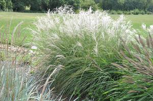 Miscanthus sinensis Little Kitten