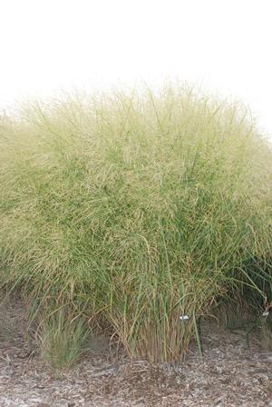 Panicum virgatum Cloud Nine