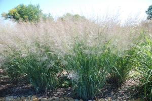 Panicum virgatum Dallas Blues