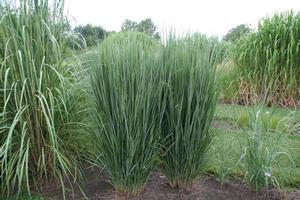 Switchgrass