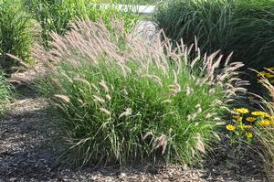 Pennisetum orientale Karley Rose