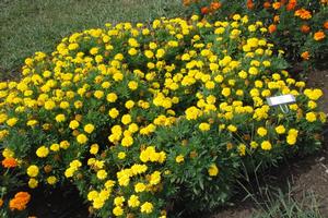 Tagetes patula Little Hero series