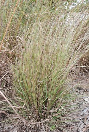 Schizachyrium scoparium