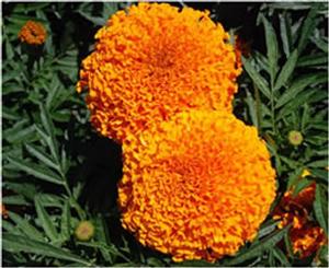 Tagetes erecta Moonsong Deep Orange