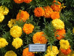 Tagetes erecta Perfection Mix