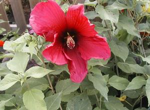 Hibiscus moscheutos Giant Maroon