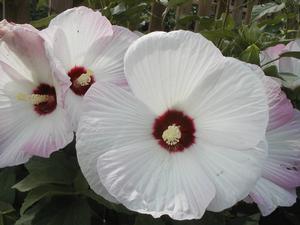 Hibiscus Matterhorn