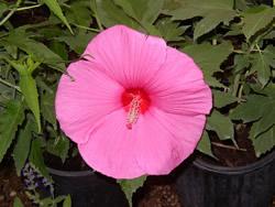 Hibiscus moscheutos Pink Clouds