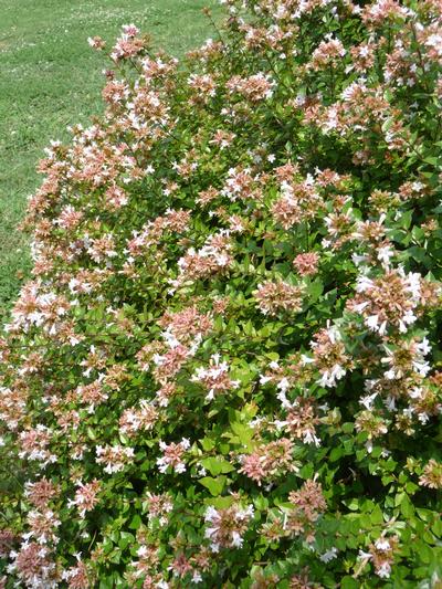 Abelia x grandiflora Rose Creek