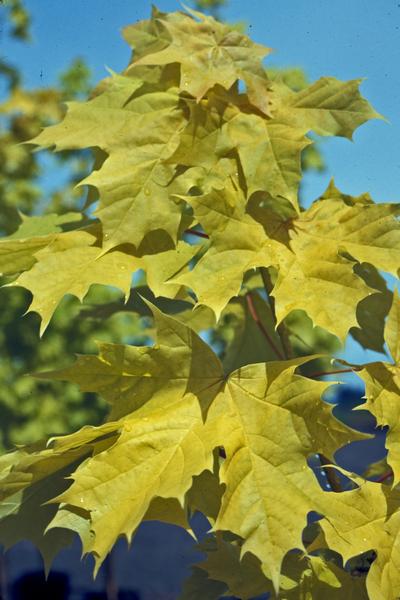 Acer platinoides Princeton Gold