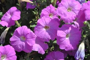 Petunia x hybrida Carpet Lilac