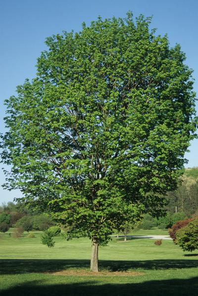 Acer saccharum Commemoration®