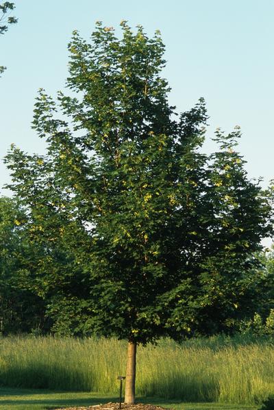 Acer truncatum x platanoides Norwegian Sunset®