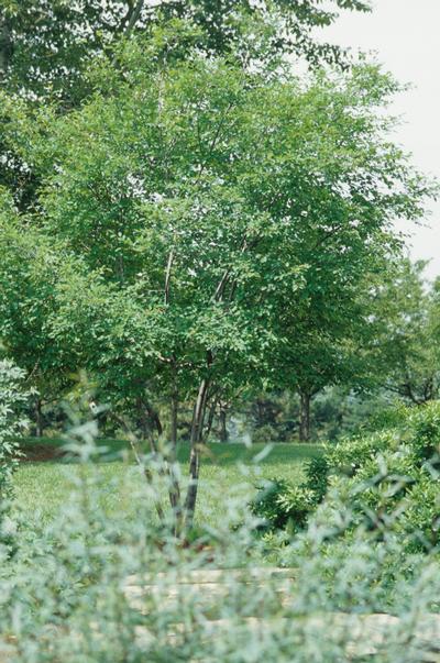 Amelanchier laevis