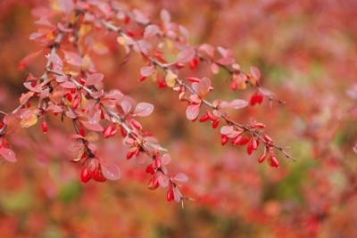 Berberis thunbergii var. atropurpurea Rose Glow