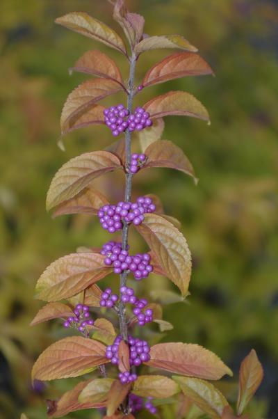 Callicarpa dichotoma Early Amethyst