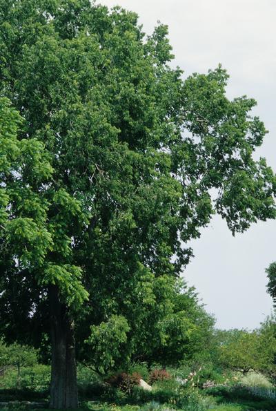 Celtis occidentalis